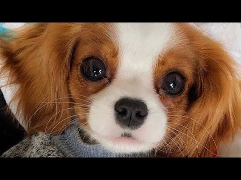 Cute Puppies | Cute Puppy | Cute Baby Dogs.