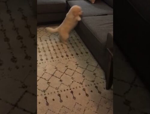 Cute Puppy Can't Jump on Couch #shorts