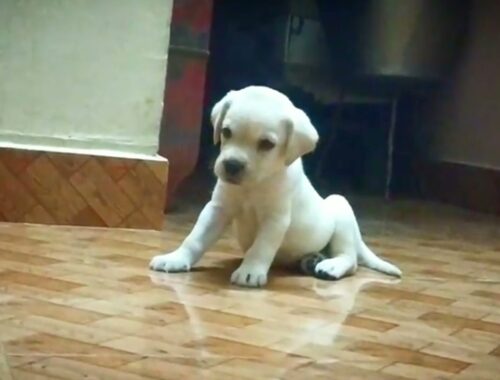 Bairav - my labrador puppy 30th day memories - cute puppy head tilting #chennaitrending #tamil