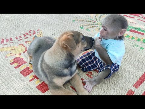 Cute puppy loves monkey but it scares monkey