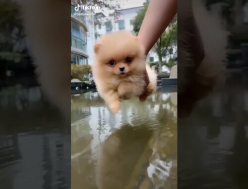 Puppy Learning  Swimming | Cute Puppy Video #shorts