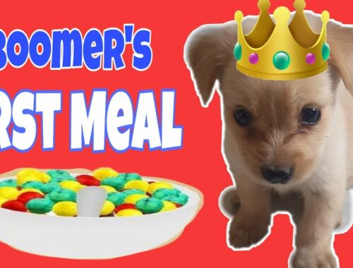 BOOMER'S  FIRST MEAL  | PUPPY EATING BREAKFAST |CUTE PUPPY|#SHORTS