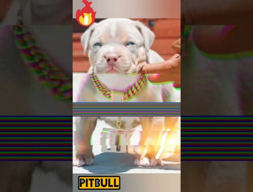 pitbull puppy dog status cute puppy#shorts