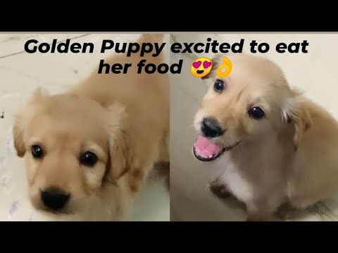 Cute Puppy asking for food, Golden Retriver Puppy.