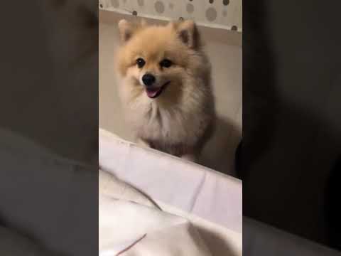 Funniest Dog Trending 2021 # 10 Cute puppy wants to sleep with owner