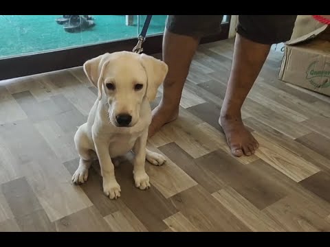 Shopping With Leo One More Time !| Labrador Puppy | Shopping Vlog | Cute Puppy Videos |Ft TaffyTales