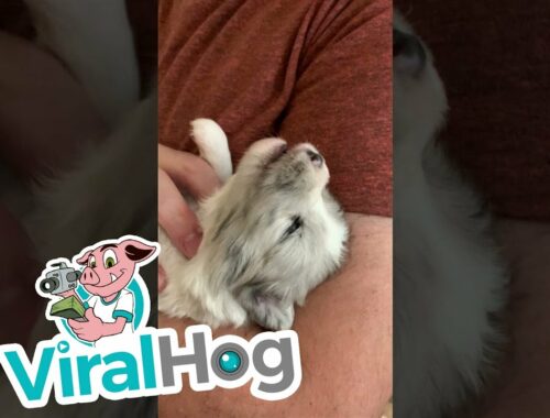 Cute Puppy Learning How to Howl || ViralHog