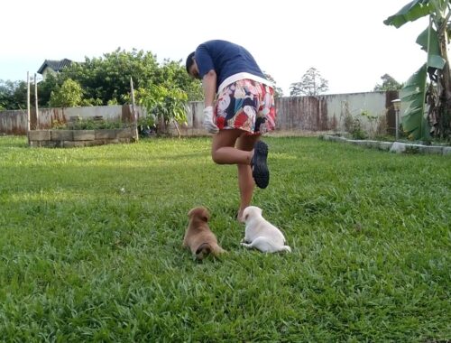 PLAY TIME WITH CUTE PUPPY #DOGLOVER