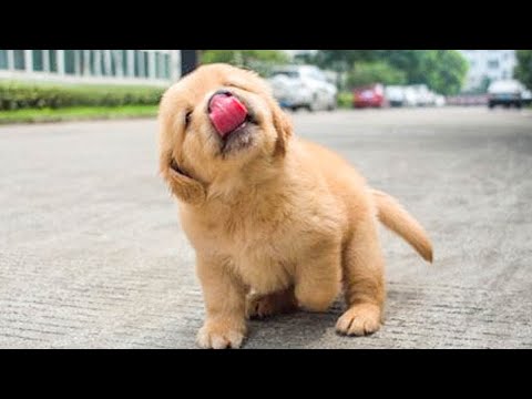 Funniest & Cutest Golden Retriever Puppies - 30 Minutes of Funny Puppy Videos 2020 #2