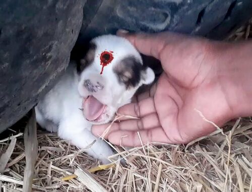 Rescue A Cute New Born Puppy Badly Trapped Under The Wheel || Cute Puppy After Being Rescued 2021