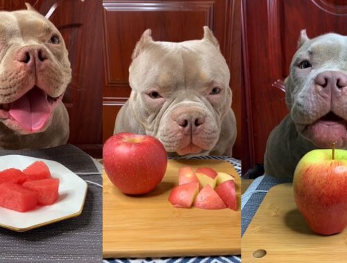 Cute Animals - Cute Puppy ASMR Eating Watermelon, Apple, Chicken Leg  Show #00170