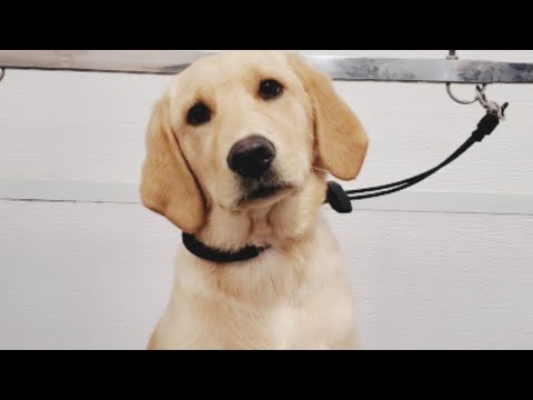 Very Cute Labrador/Golden Retriever Puppy