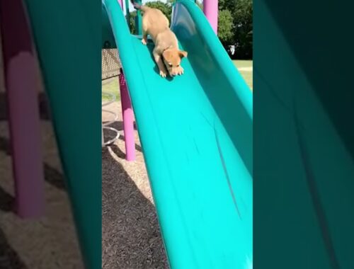 Cute Puppy Goes Down Slide #shorts