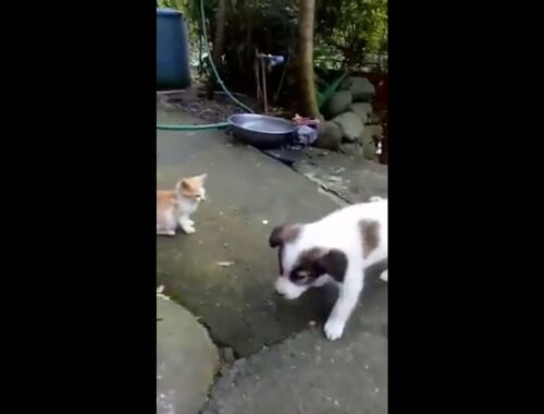 Playful cute puppy playing with snobbish kitten