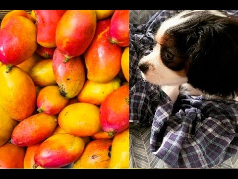 Cute Puppy Eats Mango #Shorts