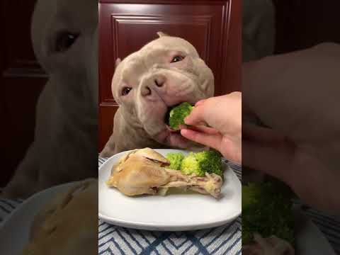 Cute Animals - Cute Puppy ASMR Eating Chicken Leg,Vegetable Show #00214