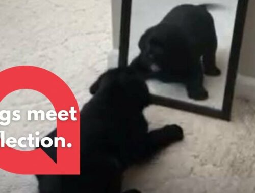 Cute Puppy Tries to Make Friends With His Reflection | SWNS