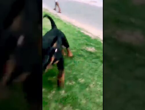 cute puppy rottweiler playing