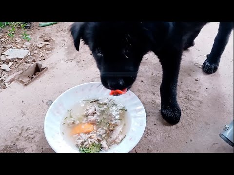 Cute Puppy Ah Tone Eating Soup | Cute Puppies - Funniest Pet Animal