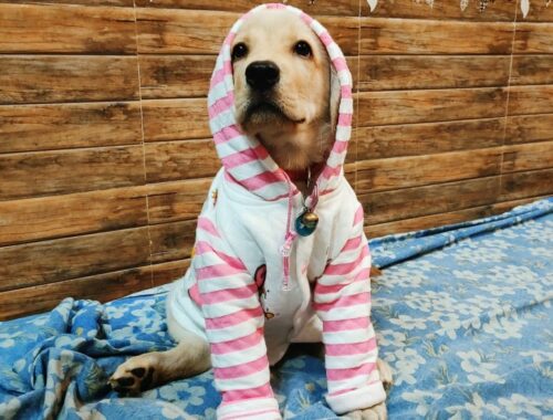Cute puppy wears clothes for the first time | Little John I