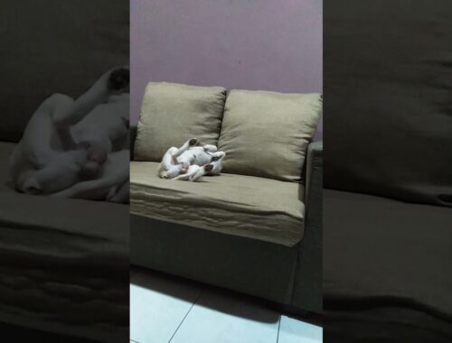 Cute puppy play on couch | little Robbie | rat terrier | jack russell | chihuahua | mix breed