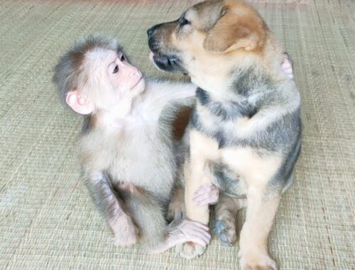 Cute puppy and little monkey take care and love each other