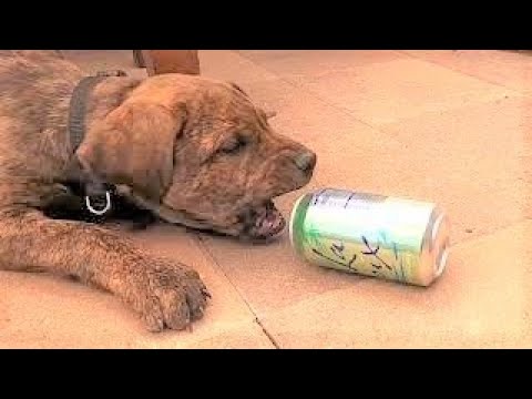 10 Week Old Puppy Argues With Aluminum Can | Cute Puppy Video | Pittweiler Puppy | Puppy Vlog