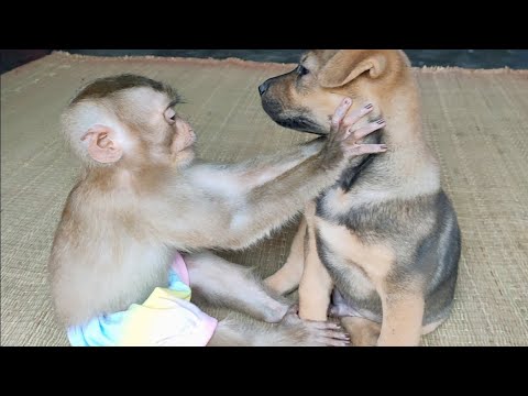Cute puppy and little monkey doing funny thing