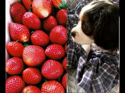 Cute Puppy Eats A Strawberry #Shorts