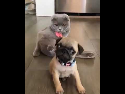 #shorts cute puppy video |#puppyvideos |puppy WhatsApp status and #shorts |puppy funny  comedy video