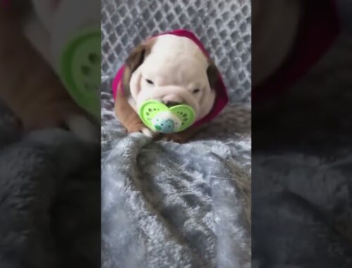 cute bulldog puppy sucking   |  cute puppies doing cute things  |  soo cute puppy