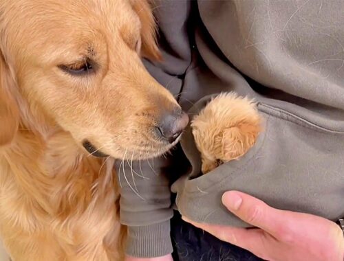Adopted Golden Retriever Gets a Cute Puppy of His Own