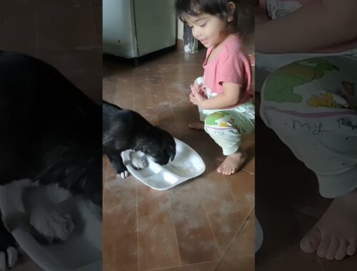 cute puppy, playing with cute puppy #cutepuppy #puppy #baby