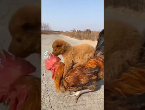Cute puppy and hen