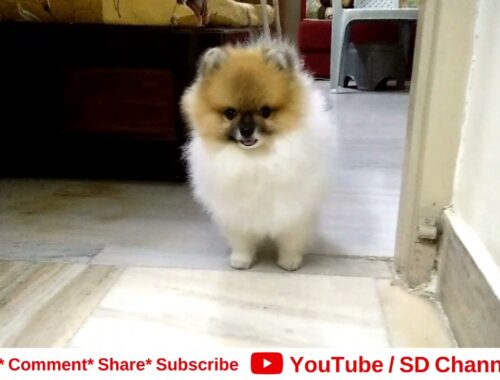 Little Cute Puppy / SD Channel