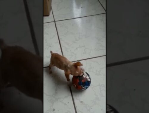 Cachorro Filhote Fofo jogando Bola - Cute Puppy Dog Playing Ball - #shorts
