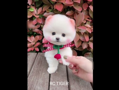 awesome cute puppy #shorts #toy #kidstoys #98