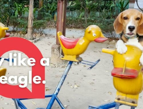 This adorable footage shows a cute puppy enjoying a ride on a playground merry go round | SWNS