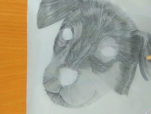 drawing a cute puppy/with graphic pencil and identing technique