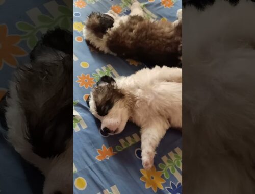 #sumana biswas# cute puppy video#  Saint Bernard puppy# khela kore klanto hoye ghum diche