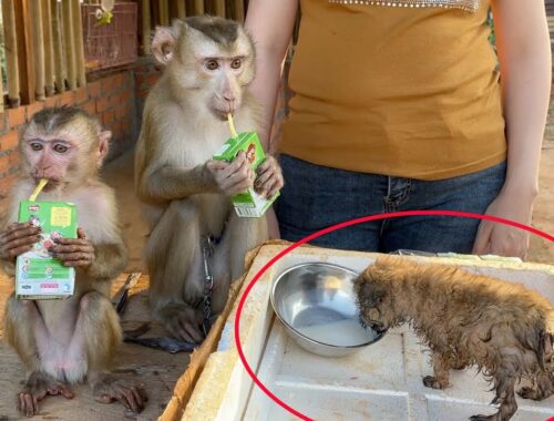 Adorable Monkey DouDou Take Milk For Cute Puppy With Baby GiGi