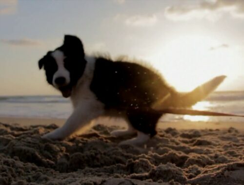 Cute Puppy Playing On The Beach - Free HD Stock Footage (No Copyright) Dog Shore Sunset