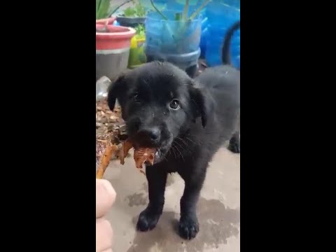 Hungry Time | Cute Puppy Ah Tone