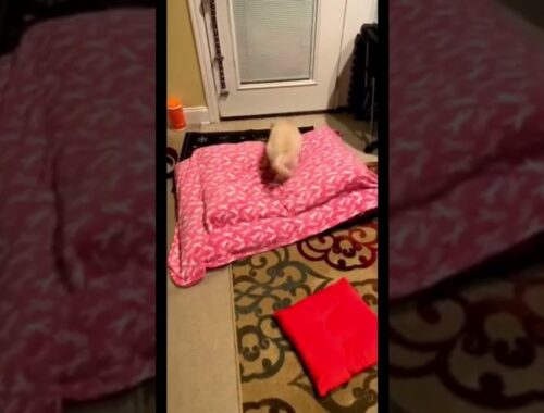Adorable puppy just can't quite get settled for bed.