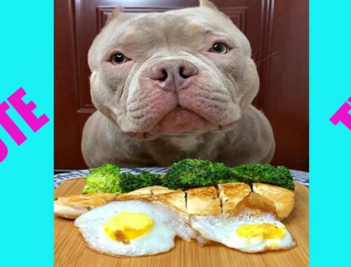 Cute Animals - Cute Puppy ASMR  Eating Chicken, Fried EGG, Vegetable So Yummy Show #00228