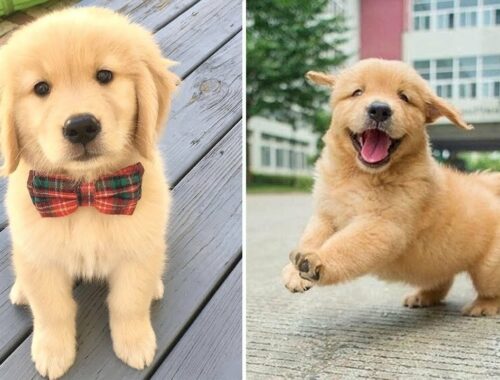 Funniest & Cutest Golden Retriever Puppies #7 - Funny Puppy Videos 2021