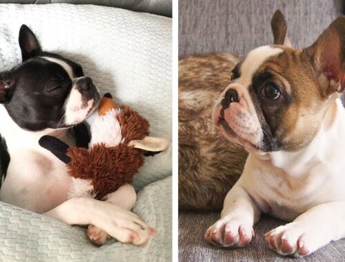 French Bulldog SOO Cute! Funny and Cute French Bulldog Puppies Compilation cute moment #44