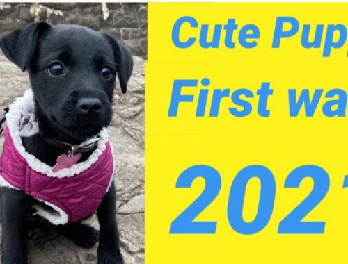 Cute Puppy - First Walk 2021