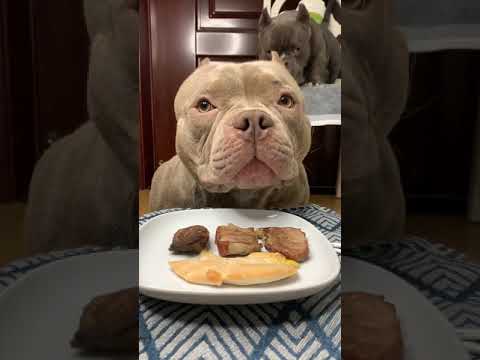 Cute Animals - Cute Puppy ASMR Eating Grill Chicken & Pork Show #00217