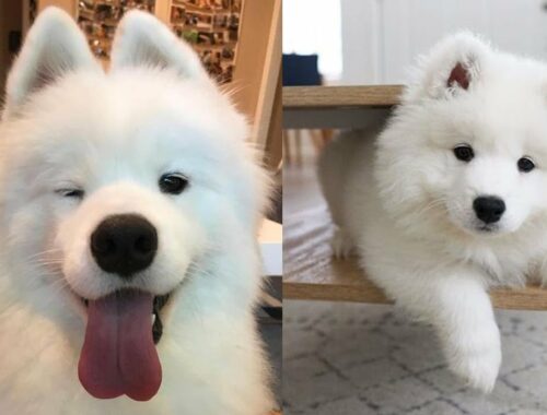 Owning The Cutest Dog In The World | Funny Samoyed Puppies Compilation